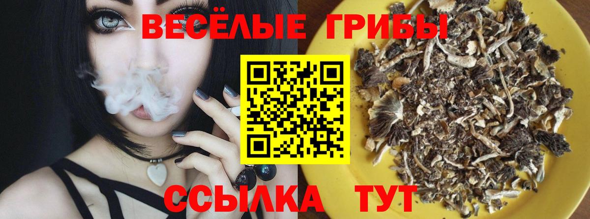 Галлюциногенные грибы Psilocybe  Галлюциногенные грибы Magic Shrooms  как найти наркотики  Вход с VPN  Приморско-Ахтарск 
